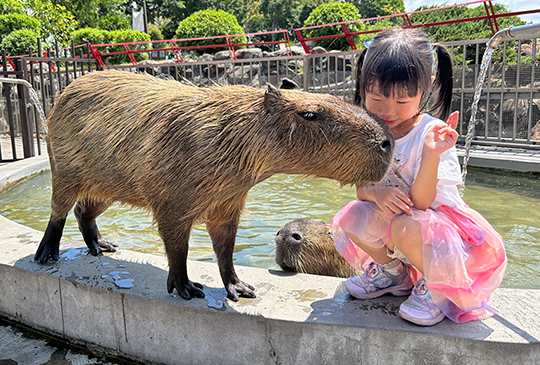 2024【宜蘭綠舞觀光飯店】秋冬團購開跑！超療癒動物互動+免費早餐宵夜+溫暖泡湯池與浴衣體驗！